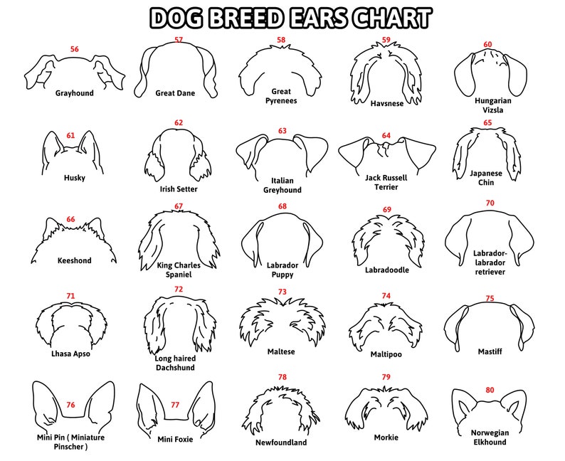May include: A black and white chart titled "DOG BREED EARS CHART" featuring line drawings of various dog ear shapes. Breeds include Greyhound, Great Dane, Husky, Irish Setter, and more. Each ear shape is numbered.
