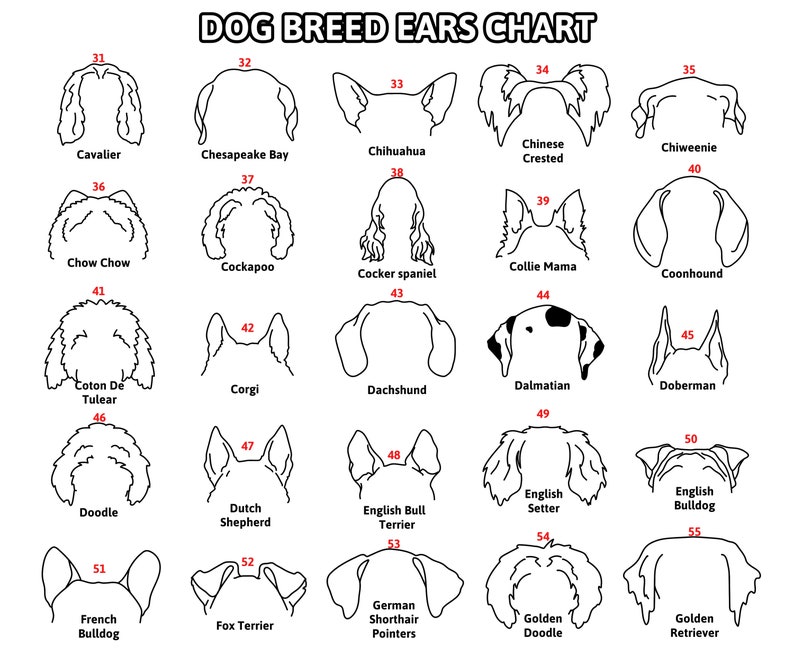 May include: A black and white chart titled "DOG BREED EARS CHART" featuring line drawings of various dog ear shapes. Each ear shape is labeled with a dog breed name, such as "Cavalier" and "Chihuahua".