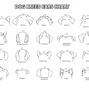 May include: A black and white chart titled "DOG BREED EARS CHART" displays line drawings of various dog ear shapes. Breeds include Shiba Inu, Shih Tzu, Siberian Husky, and Yorkshire Terrier. Each ear shape is labeled with a breed name.