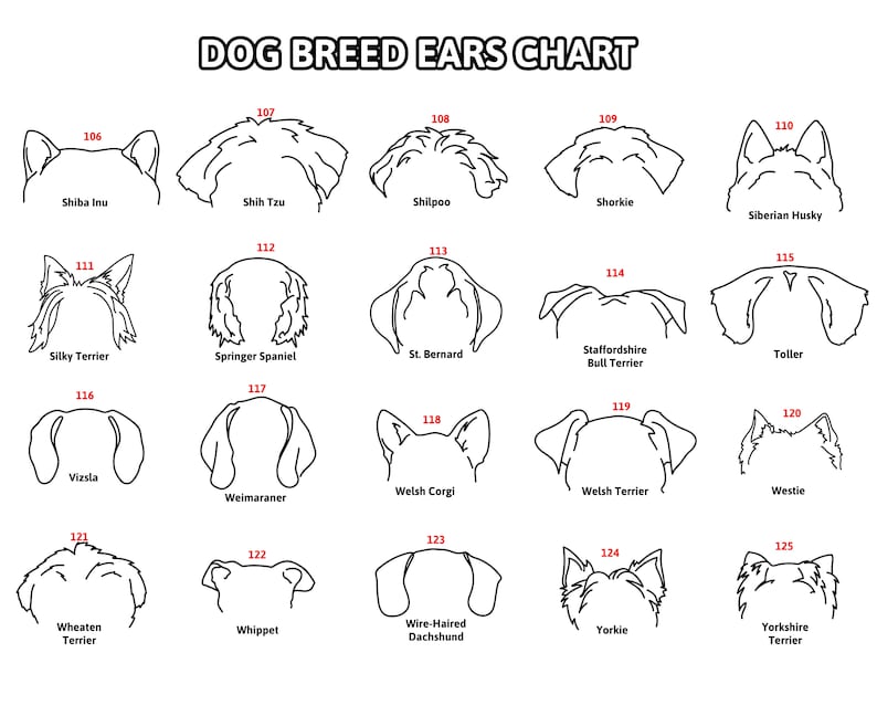 May include: A black and white chart titled "DOG BREED EARS CHART" displays line drawings of various dog ear shapes. Breeds include Shiba Inu, Shih Tzu, Siberian Husky, and Yorkshire Terrier. Each ear shape is labeled with a breed name.