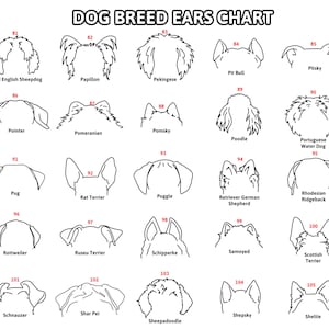 May include: A black and white chart titled "DOG BREED EARS CHART" featuring line drawings of various dog ear shapes, each labeled with a breed name. Breeds include Poodle, Pug, and Rottweiler.