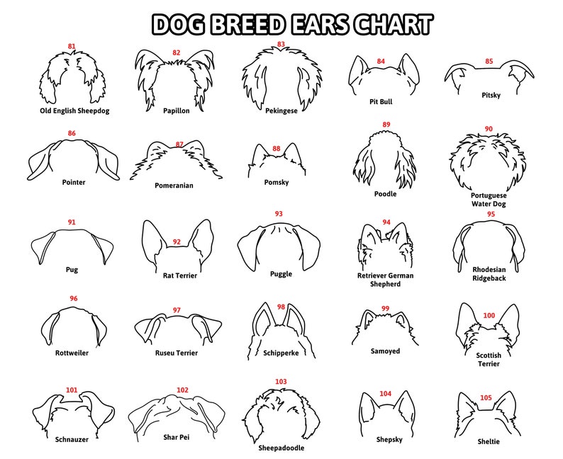 May include: A black and white chart titled "DOG BREED EARS CHART" featuring line drawings of various dog ear shapes, each labeled with a breed name. Breeds include Poodle, Pug, and Rottweiler.