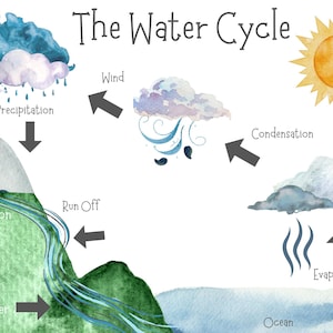 Puede incluir: Una ilustraci&oacute;n colorida del ciclo del agua. La ilustraci&oacute;n muestra el sol, nubes, lluvia, una monta&ntilde;a, un r&iacute;o y un oc&eacute;ano. El texto "The Water Cycle" est&aacute; en la parte superior de la ilustraci&oacute;n. Las palabras "Precipitaci&oacute;n", "Condensaci&oacute;n", "Evaporaci&oacute;n", "Escorrent&iacute;a", "Percolaci&oacute;n", "Agua subterr&aacute;nea", "Viento" y "Oc&eacute;ano" tambi&eacute;n est&aacute;n incluidas en la ilustraci&oacute;n.