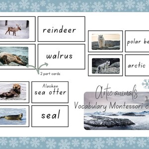 cartes flash inspirées de Reggio, ANIMAUX DE L'ARTICLE | VOCABULAIRE