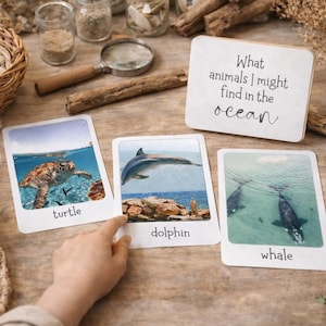 May include: Educational flashcards showing a turtle, dolphin, and whale. The cards are on a wooden surface with the text "What animals I might find in the ocean." A hand points to the dolphin card. Other items include shells and a magnifying glass.