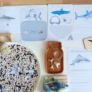 48x SHARK study | MORNING BASKET | activities | flashcard |