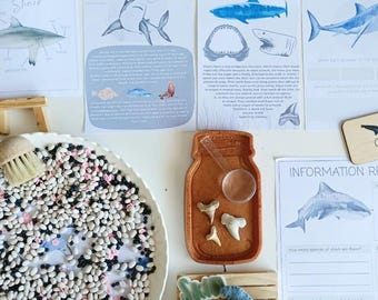 48x SHARK study | MORNING BASKET | activities | flashcard |
