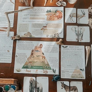 May include: Educational materials on a wooden surface. The image features cards with animal illustrations and text about animal groups, food chains, and ecosystems. Additional elements include crayons, a wooden box with paint, and decorative items.