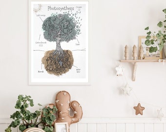 photosynthesis poster-charlotte mason