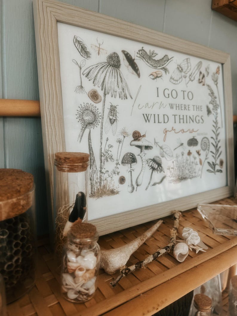 May include: A framed print with a nature illustration and the text "I go to learn where the wild things grow". The print is on a shelf with various glass jars and a branch with shells.