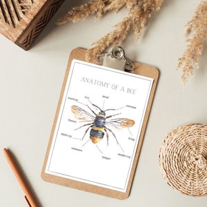 Anatomy of a Bee natural learning printable