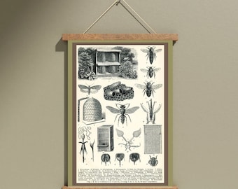 2x vintage insect posters for your nature shelf display classroom setups