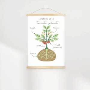 natuur tomatenplant anatomie A4 POSTER