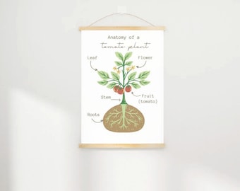 nature tomato plant anatomy A4 POSTER