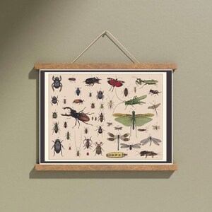 2x Vintage Insect Posters for Your Nature Shelf Display Classroom ...