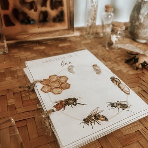 K&ouml;nnte beinhalten: Ein wei&szlig;es B&uuml;chlein mit dem Titel "Lebenszyklus einer Biene" und Illustrationen von einer Wabe, Bieneneiern, Larven, Puppen und ausgewachsenen Bienen.