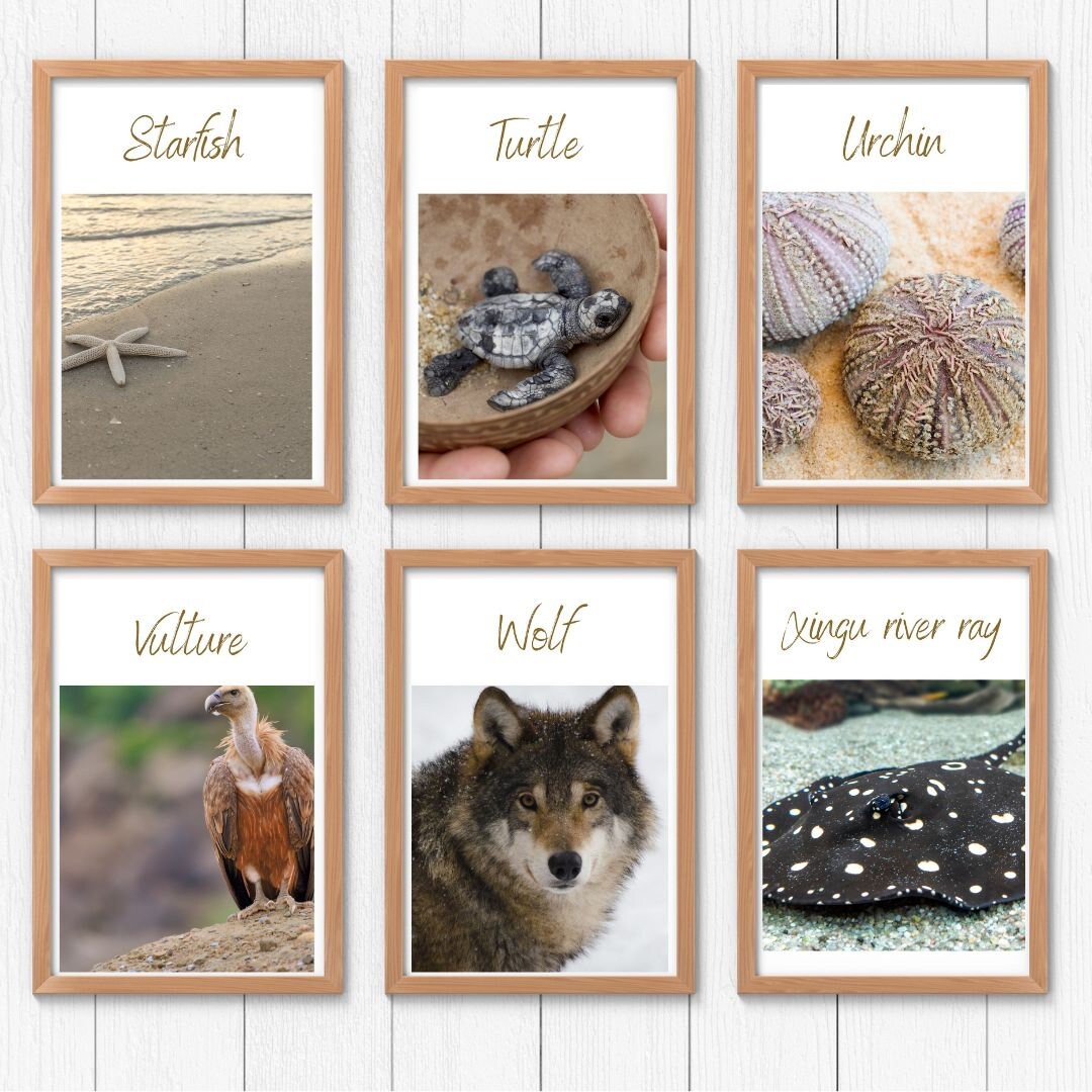 A-z Animal Posters - Etsy