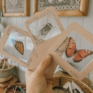 K&ouml;nnte beinhalten: Drei vergr&ouml;&szlig;erte Bilderrahmen im Vintage-Stil mit braunem Papierhintergrund. Jeder Rahmen zeigt ein anderes Insekt: eine Zikade, einen Monarchfalter und einen Schmetterling mit orangefarbenen und schwarzen Fl&uuml;geln. Die Rahmen haben einen wei&szlig;en Rand und eine schwarze Nummer in der rechten unteren Ecke.
