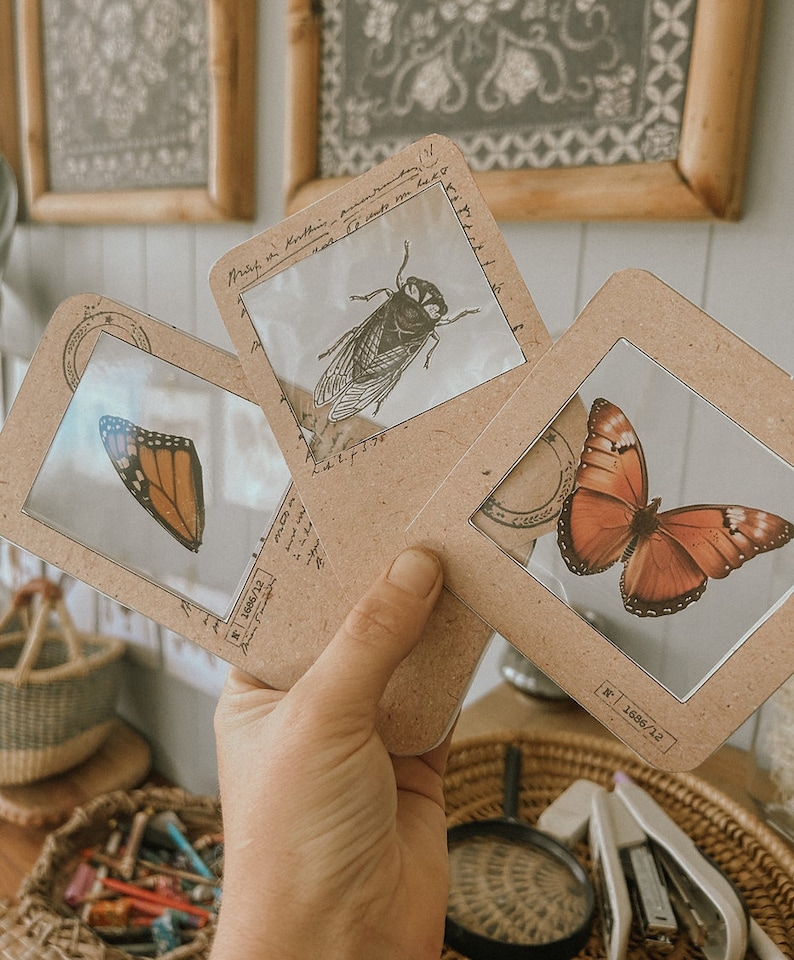 K&ouml;nnte beinhalten: Drei vergr&ouml;&szlig;erte Bilderrahmen im Vintage-Stil mit braunem Papierhintergrund. Jeder Rahmen zeigt ein anderes Insekt: eine Zikade, einen Monarchfalter und einen Schmetterling mit orangefarbenen und schwarzen Fl&uuml;geln. Die Rahmen haben einen wei&szlig;en Rand und eine schwarze Nummer in der rechten unteren Ecke.