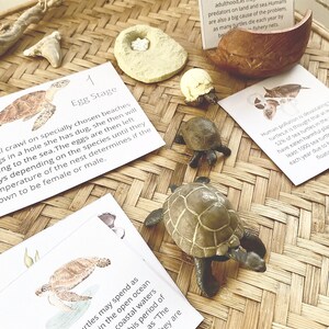 May include: A set of educational cards about sea turtles with illustrations and text. The cards are on a woven bamboo surface with small turtle figurines.