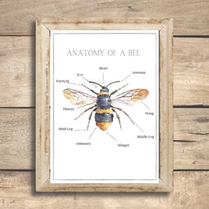 Anatomy of a Bee Natural Learning Printable - Etsy