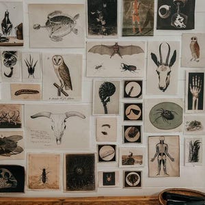 Peut inclure: Une collection d'estampes botaniques et anatomiques de style vintage exposées sur un mur blanc. Les estampes présentent des illustrations d'animaux, d'insectes, de squelettes et de plantes. Les œuvres d'art sont encadrées et disposées dans un style de mur de galerie.