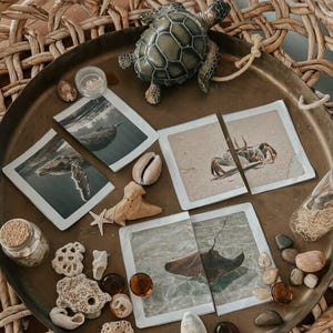 10x OCEAN ANIMAL fact flashcards - reggio inspired- natureschool