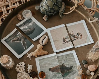 10x OCEAN ANIMAL fact flashcards - reggio inspired- natureschool