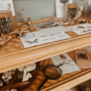 K&ouml;nnte beinhalten: Ein Holzregal mit einer Oberfl&auml;che aus Weide, auf dem verschiedene Gegenst&auml;nde ausgestellt sind, darunter eine Lupe, ein Glas mit einem Honigwaben-Innenteil und ein Blatt Papier mit einer Schmetterlings-Illustration. Das Regal ist aus Naturholz gefertigt und hat einen rustikalen Look.