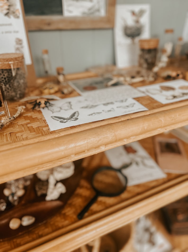 K&ouml;nnte beinhalten: Ein Holzregal mit einer Oberfl&auml;che aus Weide, auf dem verschiedene Gegenst&auml;nde ausgestellt sind, darunter eine Lupe, ein Glas mit einem Honigwaben-Innenteil und ein Blatt Papier mit einer Schmetterlings-Illustration. Das Regal ist aus Naturholz gefertigt und hat einen rustikalen Look.