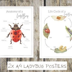 2x Marienkäfer Poster