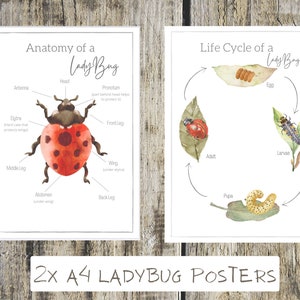 2x lady bug posters