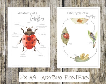 2x lady bug posters
