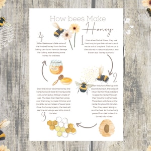 wie Bienen Honig machen BIENenstudie druckbar