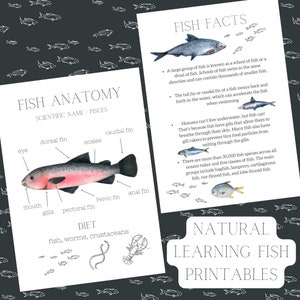 2 x natural learning fish printable set