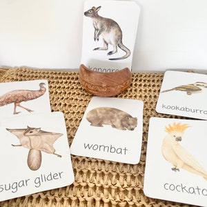 AUSTRALIA flashcards |VOCABULARY - Ausisie native animal | morning basket