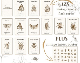 cartes flash d'insectes vintage plus affiche
