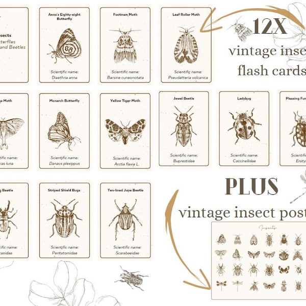 vintage insect flash cards plus poster