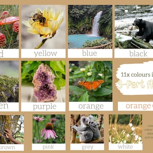 Op de afbeelding: Een kleurrijk schema met 11 verschillende kleuren die in de natuur voorkomen. Het schema bevat afbeeldingen van paddenstoelen, bloemen, een waterval, een beer, mos, een kristal, een vlinder, een koala en gras. Het schema bevat ook de tekst "11x kleuren in de natuur 3-delige flitskaart" en "bonus: wordt geleverd met ofwel gewone, ofwel kleurwoord-flitskaarten om oudere kinderen te helpen met hun leesvaardigheid, en met kleuren voor de jongere kinderen."