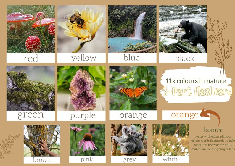 Op de afbeelding: Een kleurrijk schema met 11 verschillende kleuren die in de natuur voorkomen. Het schema bevat afbeeldingen van paddenstoelen, bloemen, een waterval, een beer, mos, een kristal, een vlinder, een koala en gras. Het schema bevat ook de tekst "11x kleuren in de natuur 3-delige flitskaart" en "bonus: wordt geleverd met ofwel gewone, ofwel kleurwoord-flitskaarten om oudere kinderen te helpen met hun leesvaardigheid, en met kleuren voor de jongere kinderen."