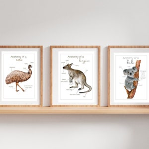 3x carteles australianos de anatomía animal + tarjeta didáctica