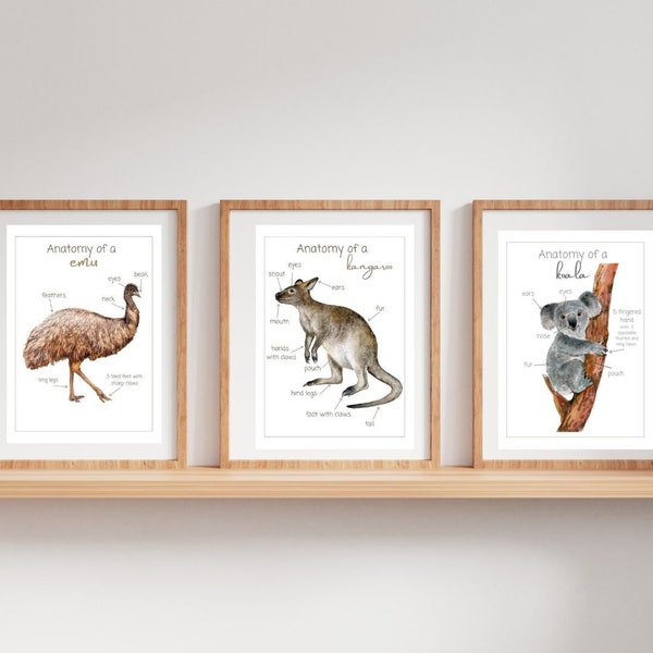 3x Australian  animal anatomy posters + flashcard