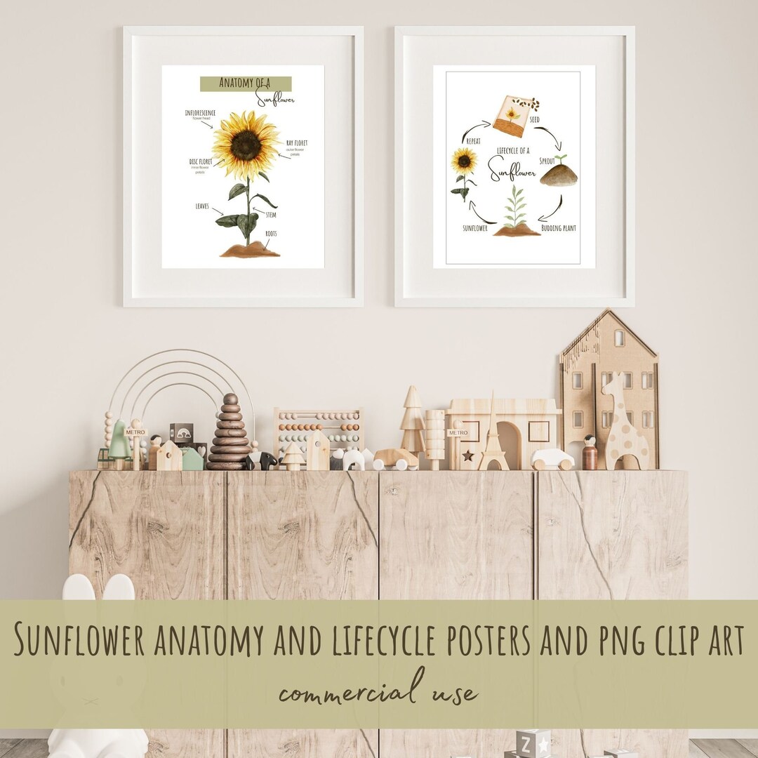 Plr-sunflower Lifecycle Educational Posters Clipart- MRR - Etsy