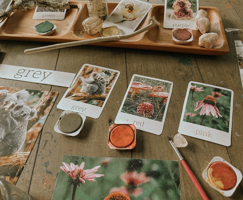 Op de afbeelding: Een set van vijf kleurkaarten met afbeeldingen van koala's, paddenstoelen en bloemen. Elke kaart heeft een kleurnaam erop gedrukt: grijs, rood, roze, paars en groen. Er zijn ook verfpotjes in de kleuren die op de kaarten worden getoond.