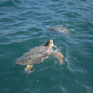 May include: Two sea turtles swimming in the ocean. The water is a deep blue color and the turtles are brown and green.