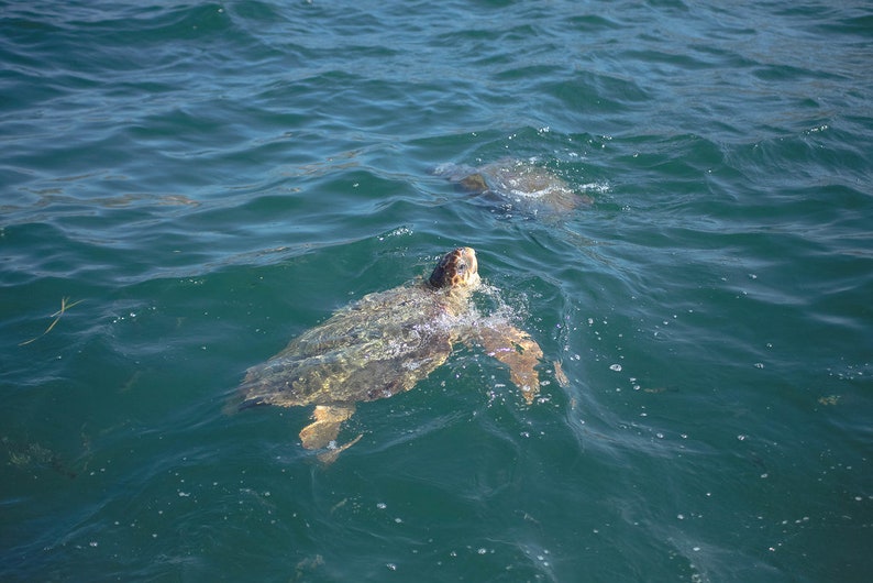 May include: Two sea turtles swimming in the ocean. The water is a deep blue color and the turtles are brown and green.