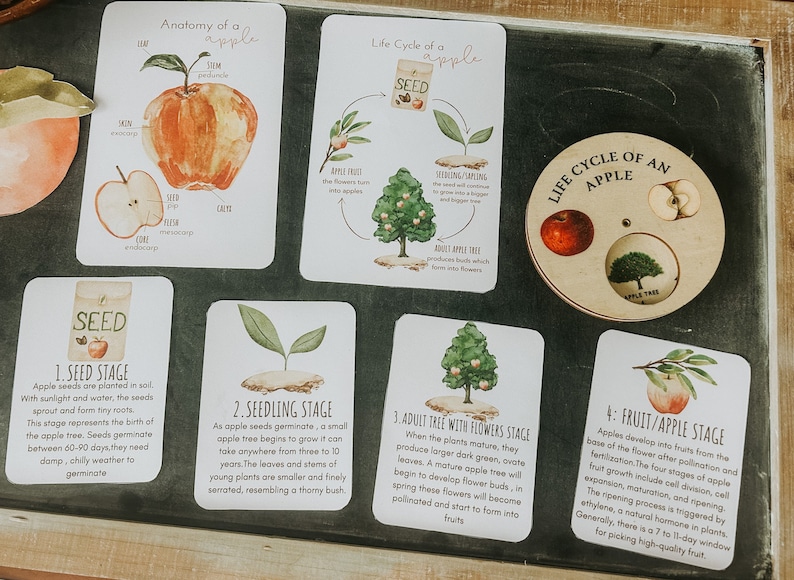 Pu&ograve; includere: Carte illustrate che mostrano il ciclo di vita di una mela, dal seme al frutto. Le carte presentano illustrazioni ad acquerello di ogni fase, tra cui un seme, una piantina, un albero adulto con fiori e una mela matura. Le carte includono anche del testo che descrive ogni fase.