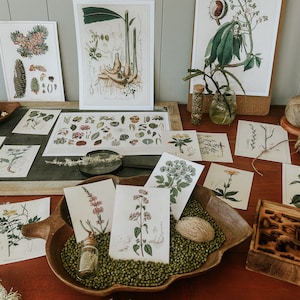 Vintage botanic classroom decor - charlotte mason - reggio emillia