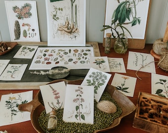 Vintage botanic classroom decor - charlotte mason - reggio emillia