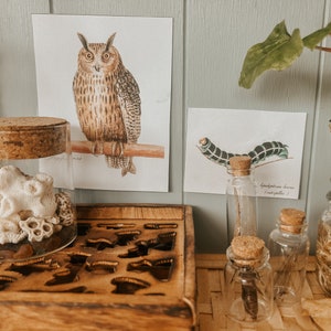 K&ouml;nnte beinhalten: Ein Holztablett mit einem Ausschnittmuster, ein Glasgef&auml;&szlig; gef&uuml;llt mit wei&szlig;em Korallen und kleinen Steinen, und drei Glasfl&auml;schchen mit Korkverschl&uuml;ssen. Die Fl&auml;schchen enthalten getrocknete Insekten und eine kleine Raupe. Zwei gerahmte Drucke eines Eulen und einer Raupe h&auml;ngen an der Wand hinter dem Tablett.